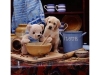 LABRADOR PUPPIES FOR SALE